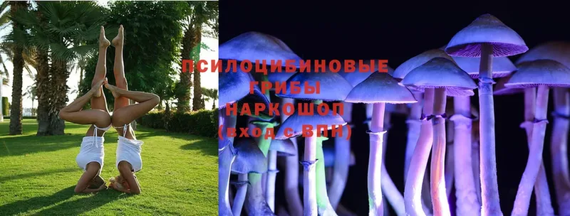 Галлюциногенные грибы Psilocybe  Куйбышев 